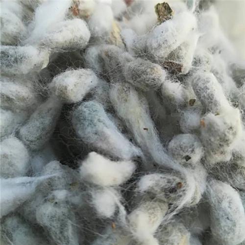 棉籽提取物 棉籽低聚糖 植物提取 棉籽粉